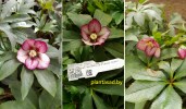Изображение WhatsApp 2025-04-02 в 11.00.13_7f25aae3 — копия — копия